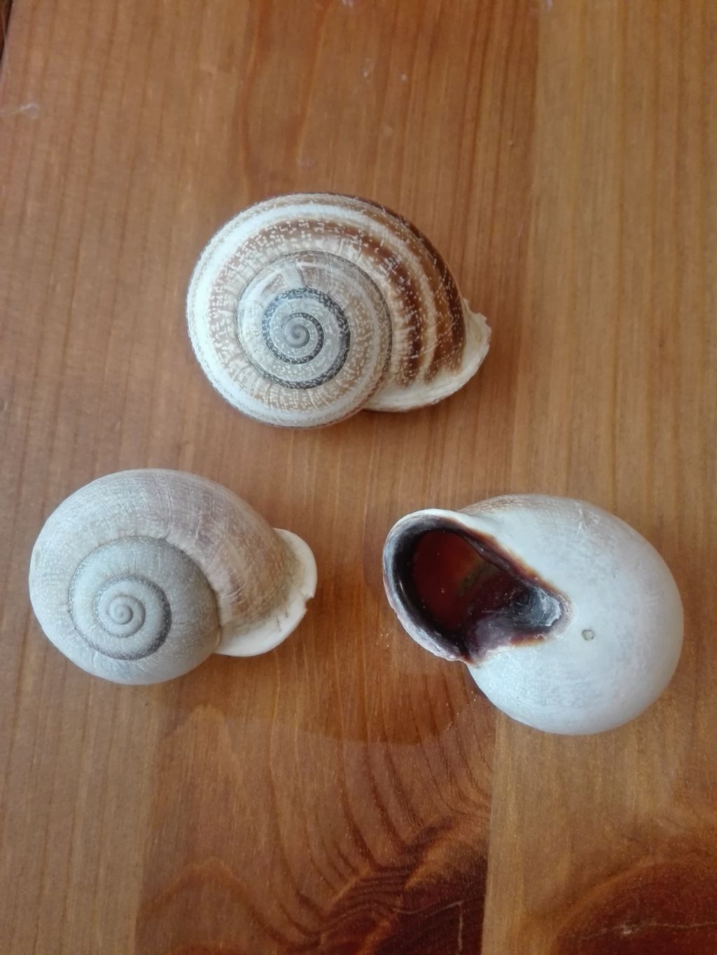 Cepaea nemoralis dalla Spagna